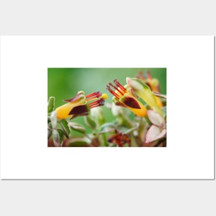 Fuchsia procumbens  'Wirral'  Also known as 'Variegata' and 'Argentea' Posters and Art